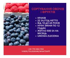 Сортування овочів та фруктів