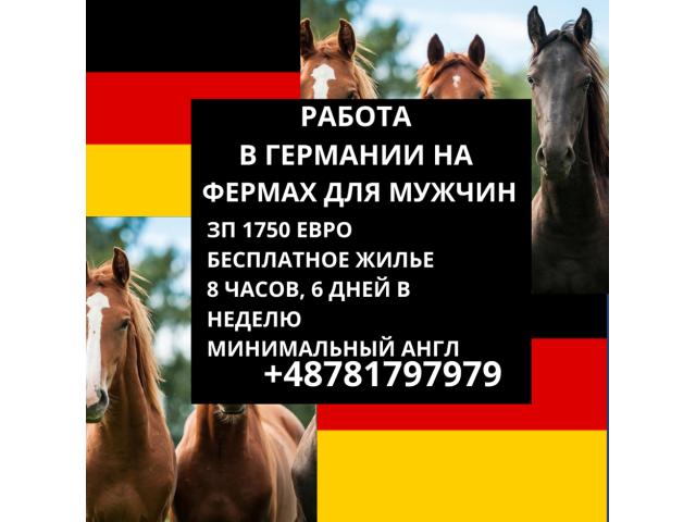 Конная ферма Warszawa - e-Delo.pl - Работа в Польше