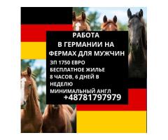 Конная ферма