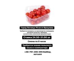 Контролер на производство помидор,женщины
