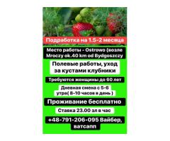 Работа в поле,уход за кустами клубники,женщины до 60 лет