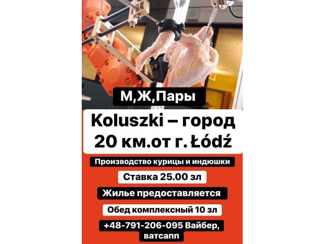 Куриное производство возле Лодзи Łódź - e-Delo.pl - Работа в Польше