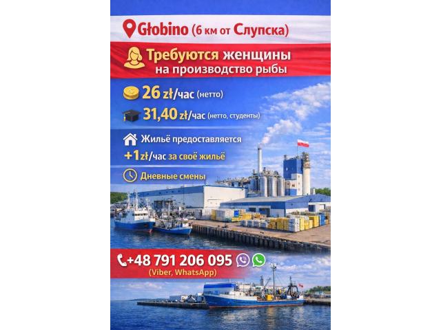 Производство рыбки Слупск - e-Delo.pl - Работа в Польше