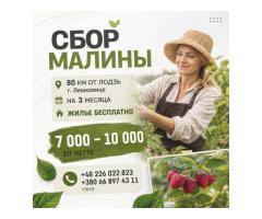 Сбор малины , с проживанием