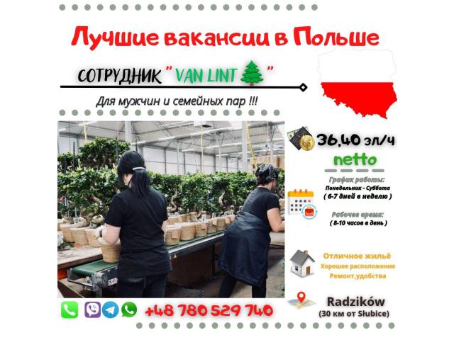 VAN LINT🌲| Słubice+ Нидерланды Gorzów Wielkopolski - e-Delo.pl - Работа в Польше