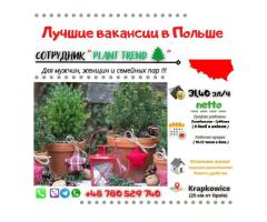 PLANT TREND 🌲крупные города Польши+ Нидерланды